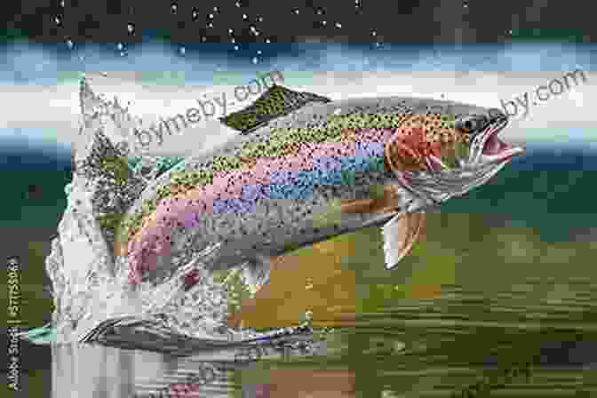 A Beautiful Rainbow Trout Leaping Out Of The Water In A Montana River Montana S Best Fishing Waters: 170 Detailed Maps Of 34 Of The Best Rivers Streams And Lakes