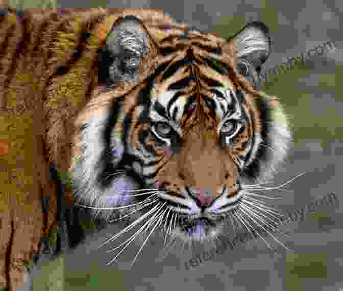 A Close Up Portrait Of A Majestic Tiger Explore My World Tigers Jill Esbaum