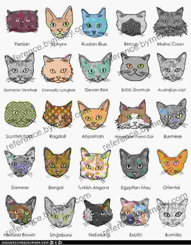 A Collection Of Diverse Cat Breeds Illustrated In A Whimsical And Charming Style How To Draw Cats And Kittens