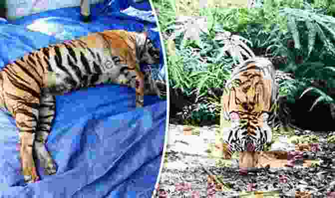 A Dead Tiger Lying On The Ground, Victim Of Poaching. Life In The Valley Of Death: The Fight To Save Tigers In A Land Of Guns Gold And Greed