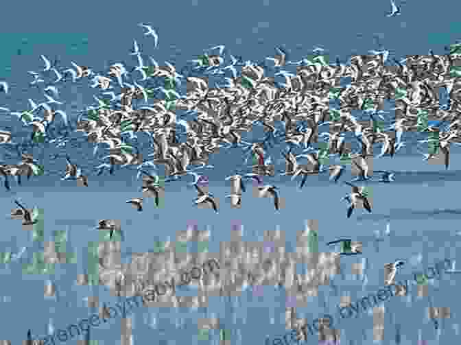 A Flock Of Arctic Terns Migrating Over The Ocean Arctic Tern Migration (21st Century Junior Library: Marvelous Migrations)