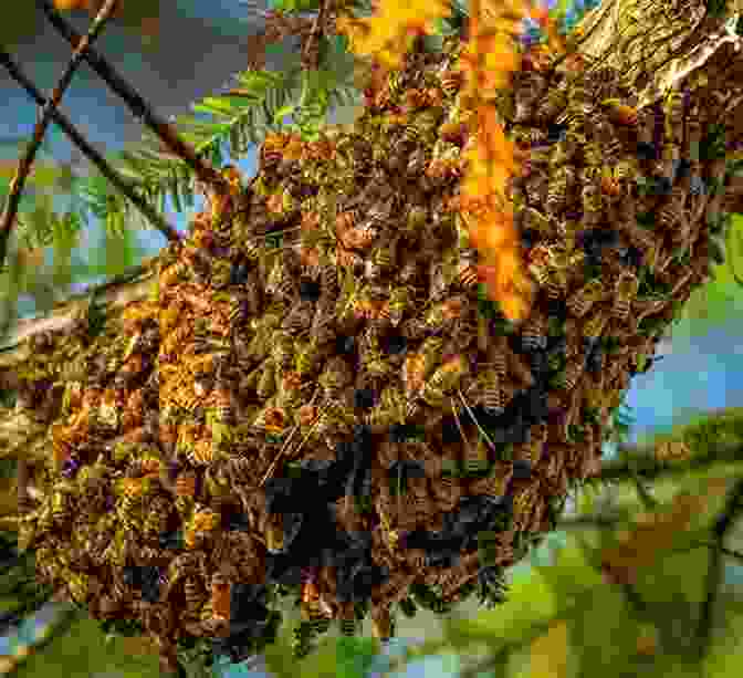 A Large Swarm Of Honey Bees, With Their Golden Bodies And Intricate Wings In Focus Explore My World: Honey Bees