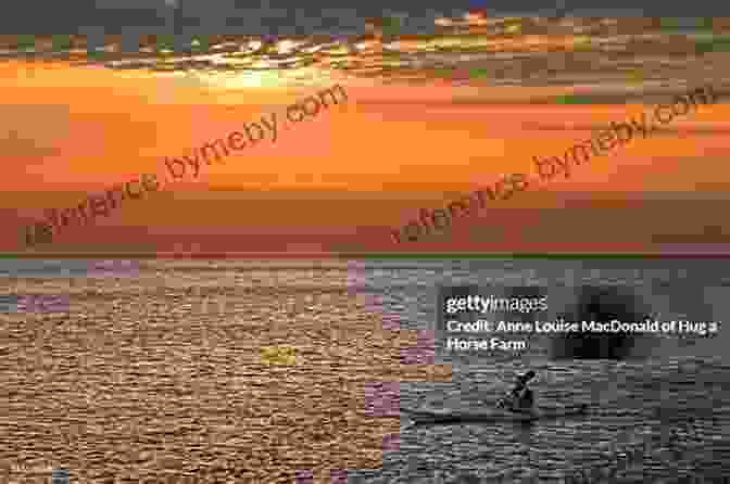 A Lone Kayaker Paddles Against The Backdrop Of A Vibrant Arctic Sunset, Surrounded By Towering Mountains And Reflecting The Golden Glow In The Water. Discovering Eden: A Lifetime Of Paddling Arctic Rivers