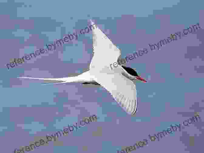 A Majestic Arctic Tern In Flight Arctic Tern Migration (21st Century Junior Library: Marvelous Migrations)