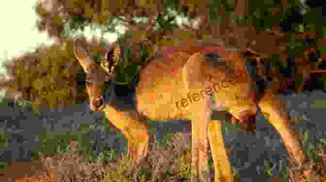 A Majestic Kangaroo Grazing On The Sparse Vegetation Of The Australian Outback The Jacaranda Trail: A Journey Of Discovery Down Under (Travels Down Under 1)