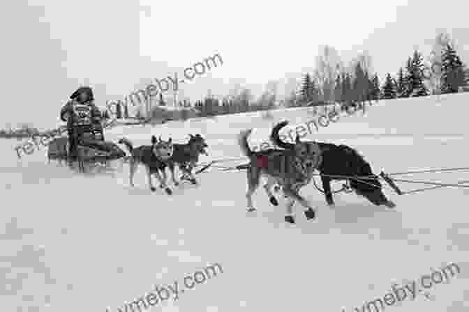 A Musher Races Through A Snow Covered Forest With His Dog Team During The Iditarod Majestic Journey: An Iditarod Dog Team Gives A Rookie Musher A 1 000 Mile Ride Of His Life Across Remote Alaska