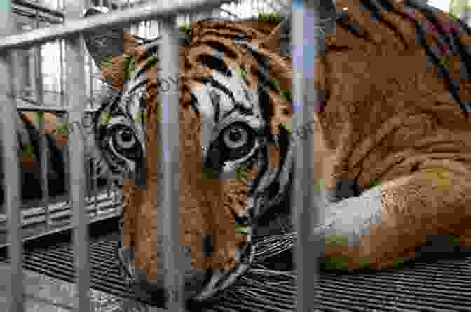 A Photo Of A Tiger Being Trafficked Poached: Inside The Dark World Of Wildlife Trafficking (A Merloyd Lawrence Book)