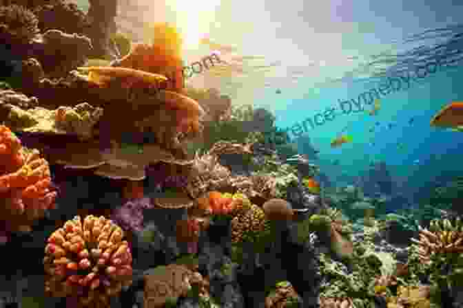 A Vibrant Coral Reef Teeming With Life The New Saltwater Aquarium Guide: How To Care For And Keep Marine Fish And Corals (Reef Aquarium 1)