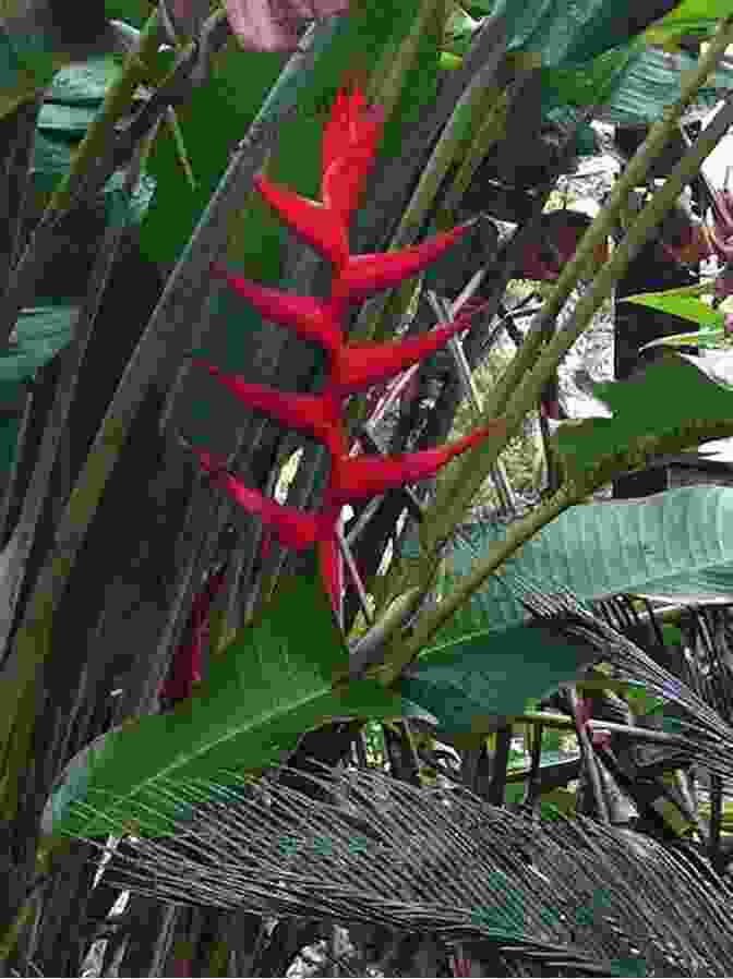 A Vibrant Heliconia Flower, Known For Its Unique Medicinal Properties Jungle Catching Twilight (The Twilight Expedition Series)