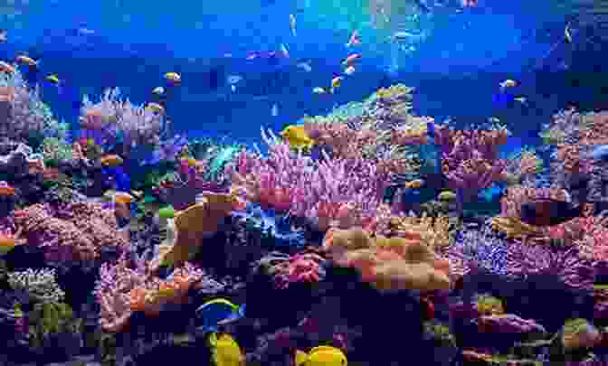 A Vibrant Saltwater Aquarium With Diverse Marine Life The New Saltwater Aquarium Guide: How To Care For And Keep Marine Fish And Corals (Reef Aquarium 1)