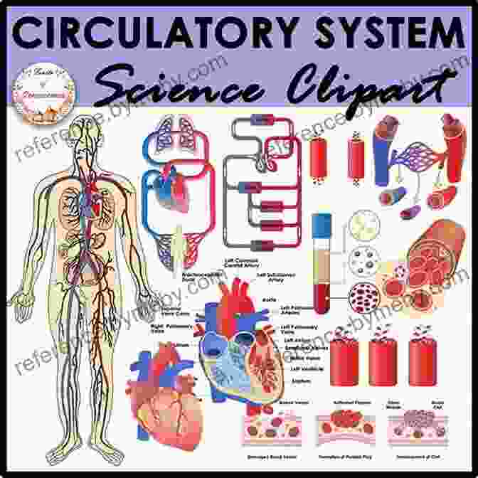 An Illustration Of The Human Circulatory System From Science Clip Art By Alastair Campbell Science Clip Art Alastair Campbell