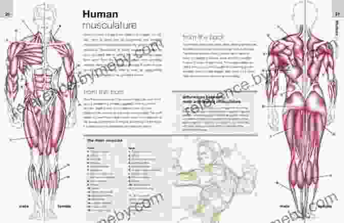 Anatomy Study For Fantasy Art The Fantasy Artroom (Dover On Art Instruction And Anatomy)