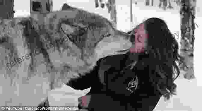 Anya Dickinson Interacting With A Majestic Wolf In The Wild, Symbolizing The Profound Experiences And Unexpected Connections She Makes During Her Journey. Wild Game: My Mother Her Secret And Me