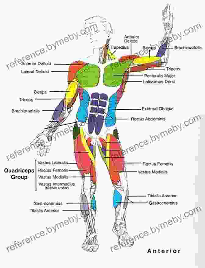 Detailed Diagram Of Human Anatomy, Highlighting Muscles And Joints Drawing Poses Alanna Nash