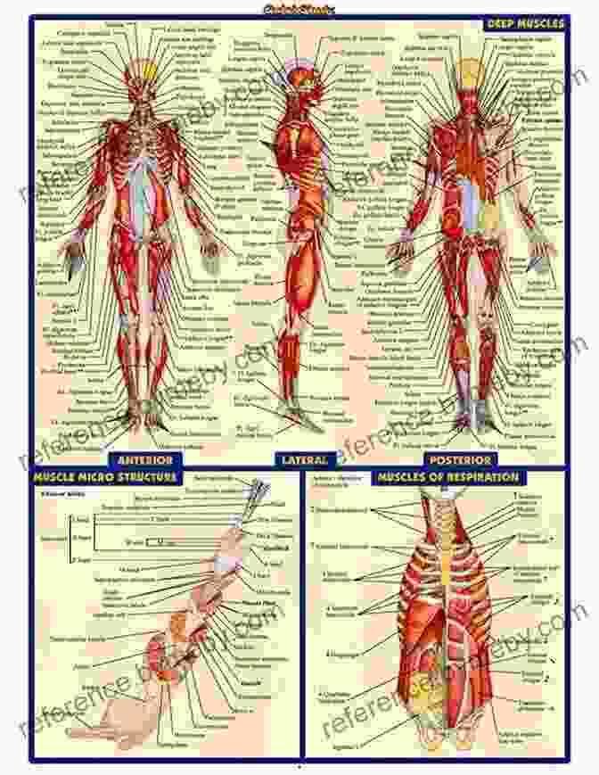 Detailed Diagram Of Human Anatomy How To Draw Life Drawing