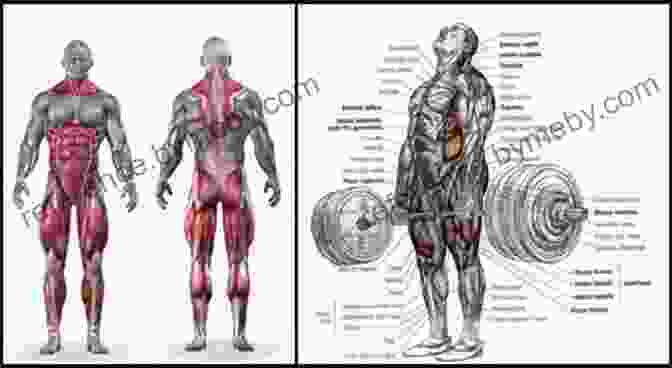 Detailed Illustration Of Deadlift Biomechanics, Highlighting The Activation Of Various Muscle Groups Superior Deadlift Technique Principles Programming ( Base Strength #3)