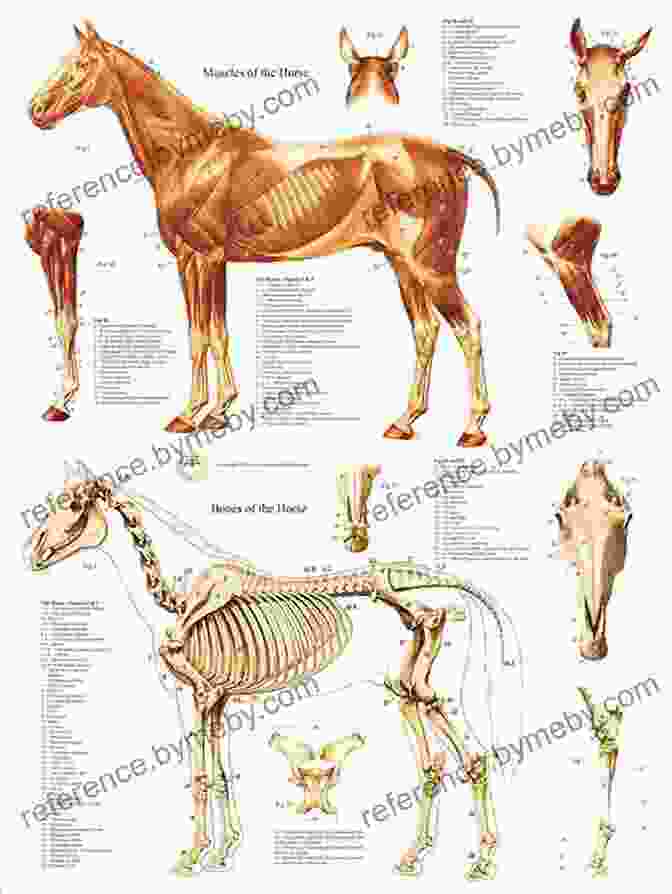 Detailed Skeletal And Muscular Structure Of Animals How To Draw Animals Step By Step Guide