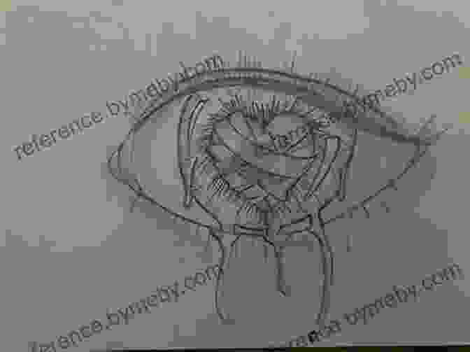 Drawing Of A Heart Breaking Into Smaller Hearts, Representing The Journey Of Emotional Growth And Healing Drawings Of Deep Thoughts And Ponderings Of The Heart