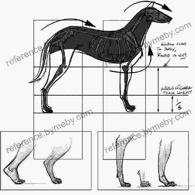 Grid Based Approach To Accurately Capture Animal Proportions How To Draw Animals Step By Step Guide