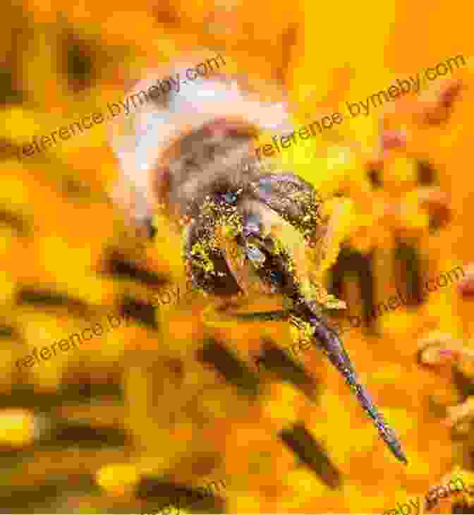 Honey Bees Collecting Nectar From A Flower, With Their Intricate Wings And Furry Bodies In Focus Explore My World: Honey Bees