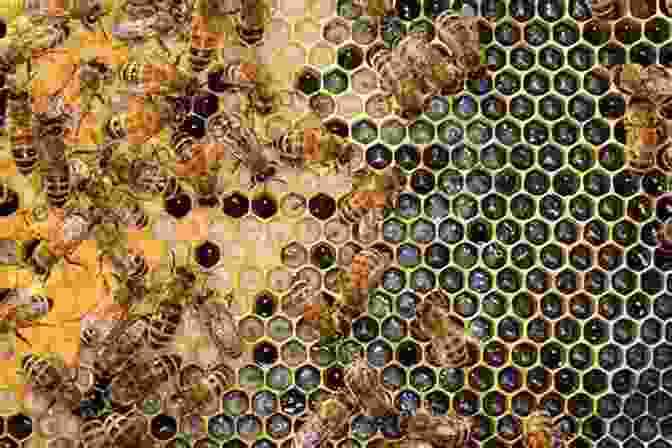 Honey Bees Inside A Hive, With Their Honeycomb Cells, Pollen, And Honey Visible Explore My World: Honey Bees