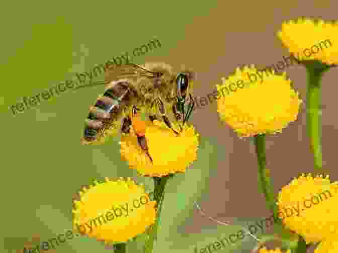 Honey Bees Pollinating A Flower, With Their Pollen Covered Legs Visible Explore My World: Honey Bees