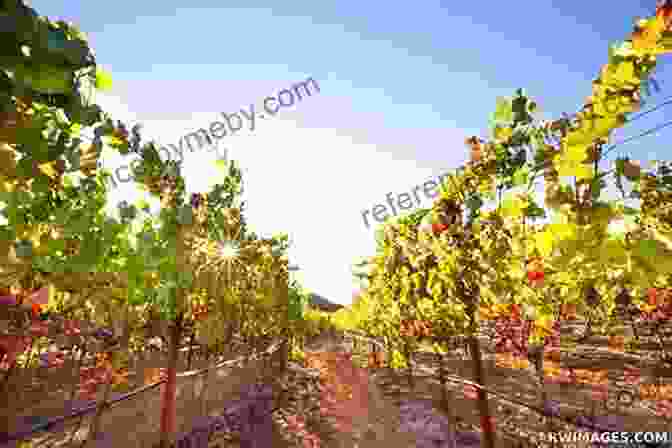 Lush Vineyards Of Napa Valley, Framed By Rolling Hills And Clear Skies Fodor S Napa Sonoma (Full Color Travel Guide)