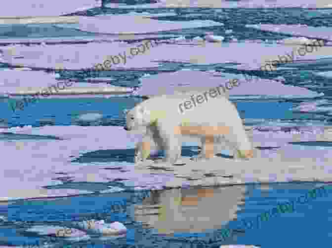 Majestic Polar Bear Striding Across The Ice Covered Expanse Standing On The Ocean: A Layman S Arctic Adventure