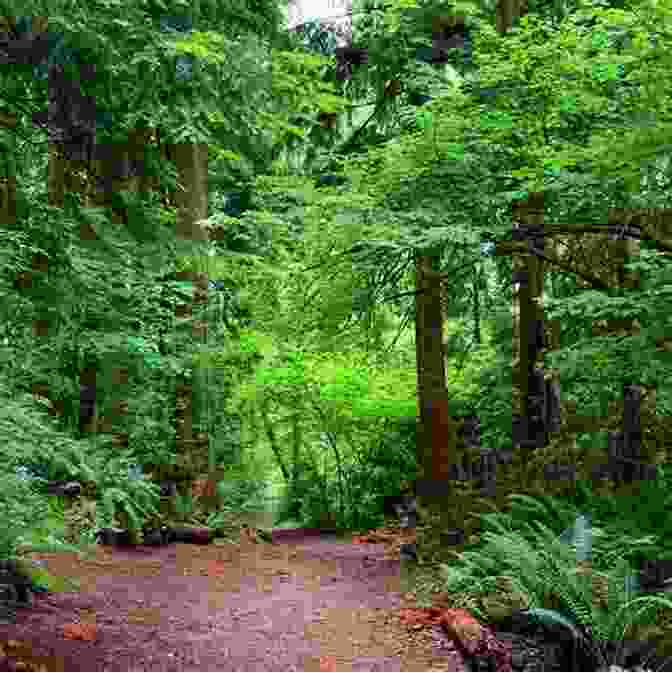 Nature Trail Leading Through A Lush Forest Fodor S InFocus Charleston: With Hilton Head And The Lowcountry (Full Color Travel Guide)