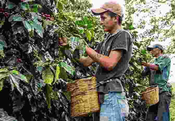 Skilled Hands Carefully Pick Ripe Coffee Cherries The Costa Rican Coffee Tour Book: Of Castle La Corona De Los Santos (Castle La Corona De Los Santos Costa Rica 2)