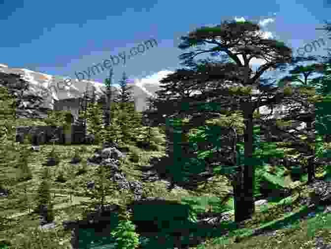 The Cedars Of God In Lebanon Commission To Orient (1927): A Journey To France Egypt Palestine Lebanon Syria And Turkey Seeking Out Pure Arabian Horses For The Yeguada Militar Of Jerez De La Frontera