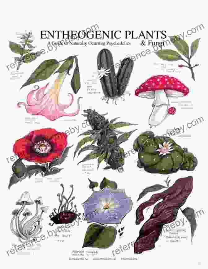 Vibrant Array Of Entheogenic Plants And Fungi All Is One: Understanding Entheogens And Nonduality