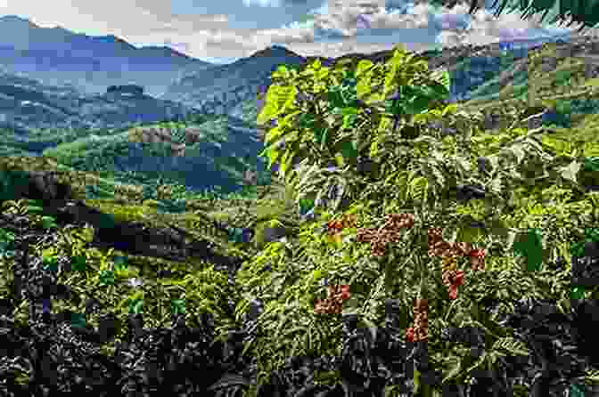 Vibrant Coffee Plantation In Costa Rica The Costa Rican Coffee Tour Book: Of Castle La Corona De Los Santos (Castle La Corona De Los Santos Costa Rica 2)