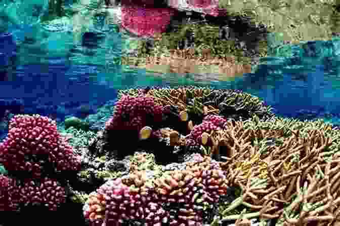 Vibrant Coral And Marine Life Of The Great Barrier Reef Amazing Australia (Amazing Countries 1)